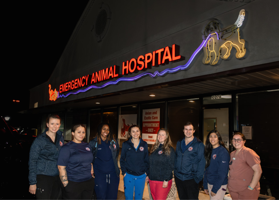 Group photo of the Emergency Animal Hospital of Ellicott City team